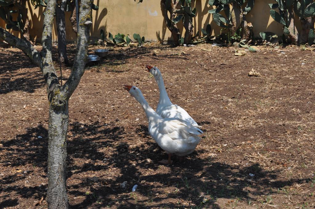 Bed & Breakfast Giardini Di Marzo Lecce Exterior photo